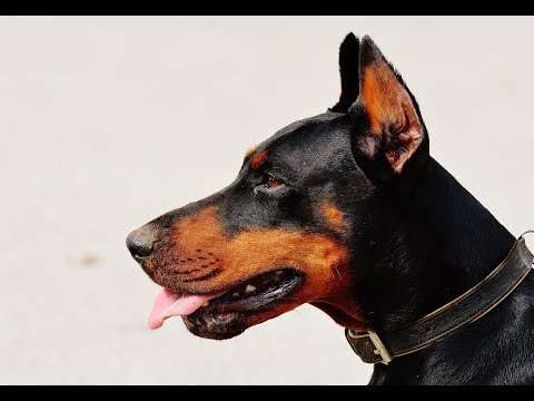 世界一美しい犬 ドーベルマンのかわいくて面白い瞬間 Youtube