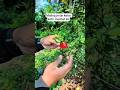 trik jeruk aman dari pencuri #tricks #tips #tutorial