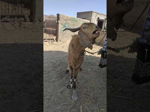 الماعز ينادي على معزته في الحر الشديد