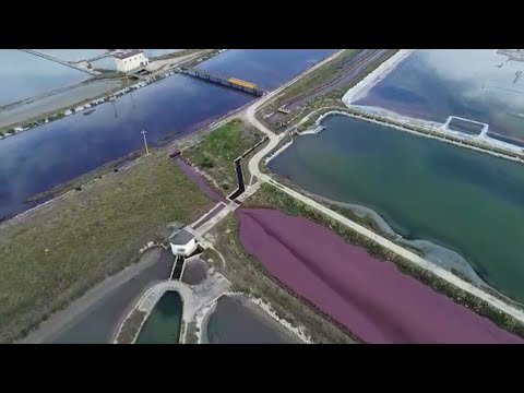 Margherita di Savoia, un fiume rosso di liquami nell'area protetta delle saline