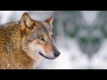 Relaxation music  wolf lore  walking with merlyn