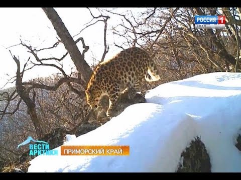 Вопрос: Сколько леопардов проживает в нац. парке Земля Леопарда в 2020 году?
