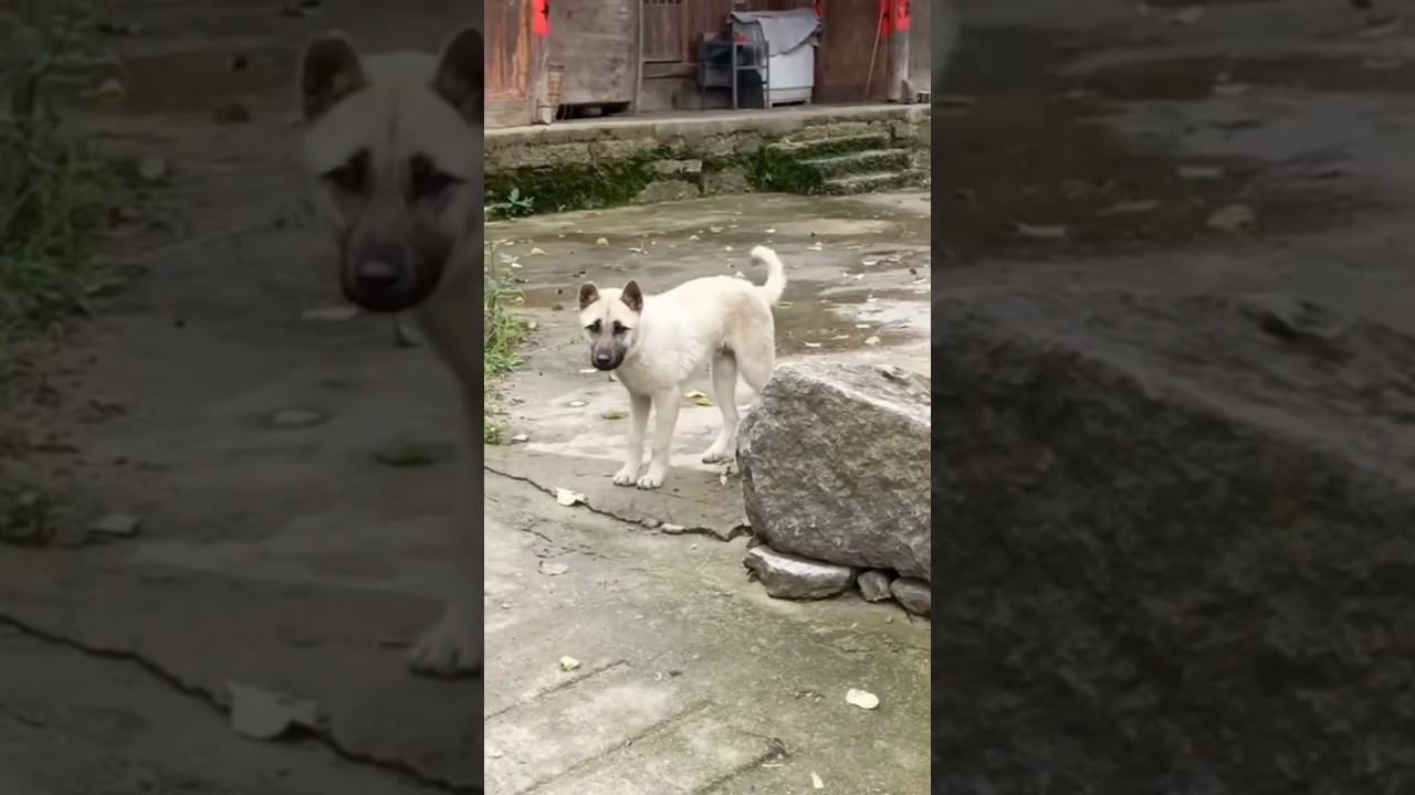 Dancing Dog 🐶 😂||#shorts #ytshorts #funny #dog #dogdance