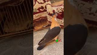 1 lakh Ka kabuter pigeon ???shorts youtubeshorts sltrending viral kaboter