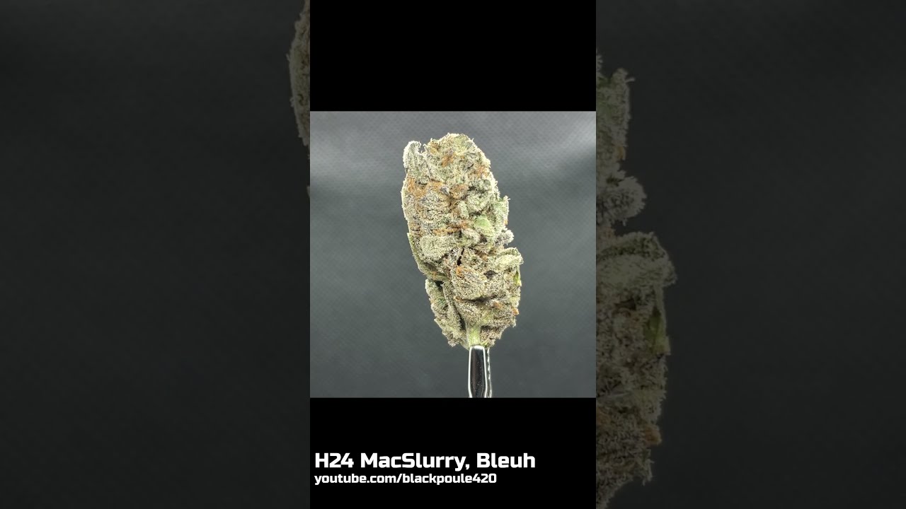 H24 MACSLURRY - BLEUH - 21% THC - 