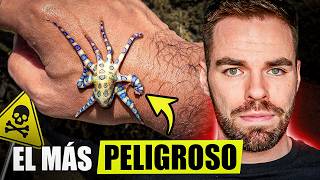 Este Pulpo No Es Como El Resto Es De Otro Planeta