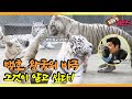 [TV 동물농장 레전드/SUB] ‘백호 왕국’을 뒤흔든 의문의 폭행 사건! 김상중 내레이션 풀버전 다시보기 #TV동물농장 #AnimalFarm #SBSstory