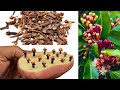 How to grow clove plant at home  how to grow clove plant from seed
