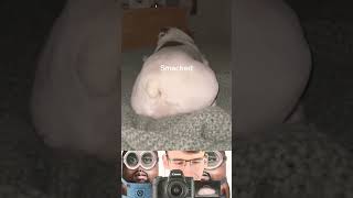 Don't Panic... He's Okey #funny #funnyvideo #reaction