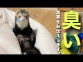 【フェレットの臭いについて】真実をお話しします。