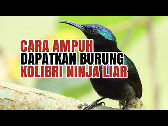 SUARA KHUSUS PIKAT BURUNG KOLIBRI NINJA (KONIN) - TERBARU part.1 class=