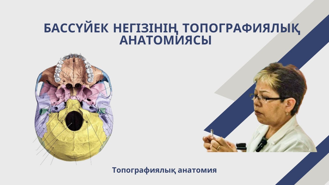 Бассүйек негізінің топографиялық анатомиясы | Топографическая анатомия ...