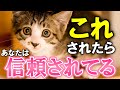 猫が心の底から信頼している人にしか見せない行動１２選