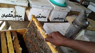تربية النحل | اهداء لقروب الفلاح السوداني | الزوائد الشمعية  | معلومات عامة عن النحل