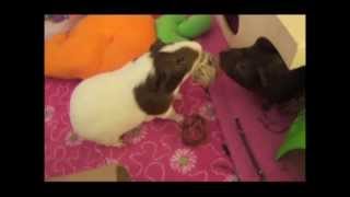 HPL Random Clips: Piggy Squabbles Compilation (old video clips)