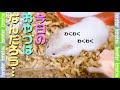 おやつにつられる ハムスターあんず！私の モチベ―ションはおやつ♪