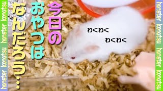 おやつにつられる ハムスターあんず！私の モチベ―ションはおやつ♪