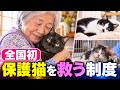 【飼い主不在の猫に温かな家庭を】保護猫を救うため、鳥取市と新潟市が始めた全国初の取り組みを獣医師が解説します【くぅのキャットフード研究室公式切り抜き】