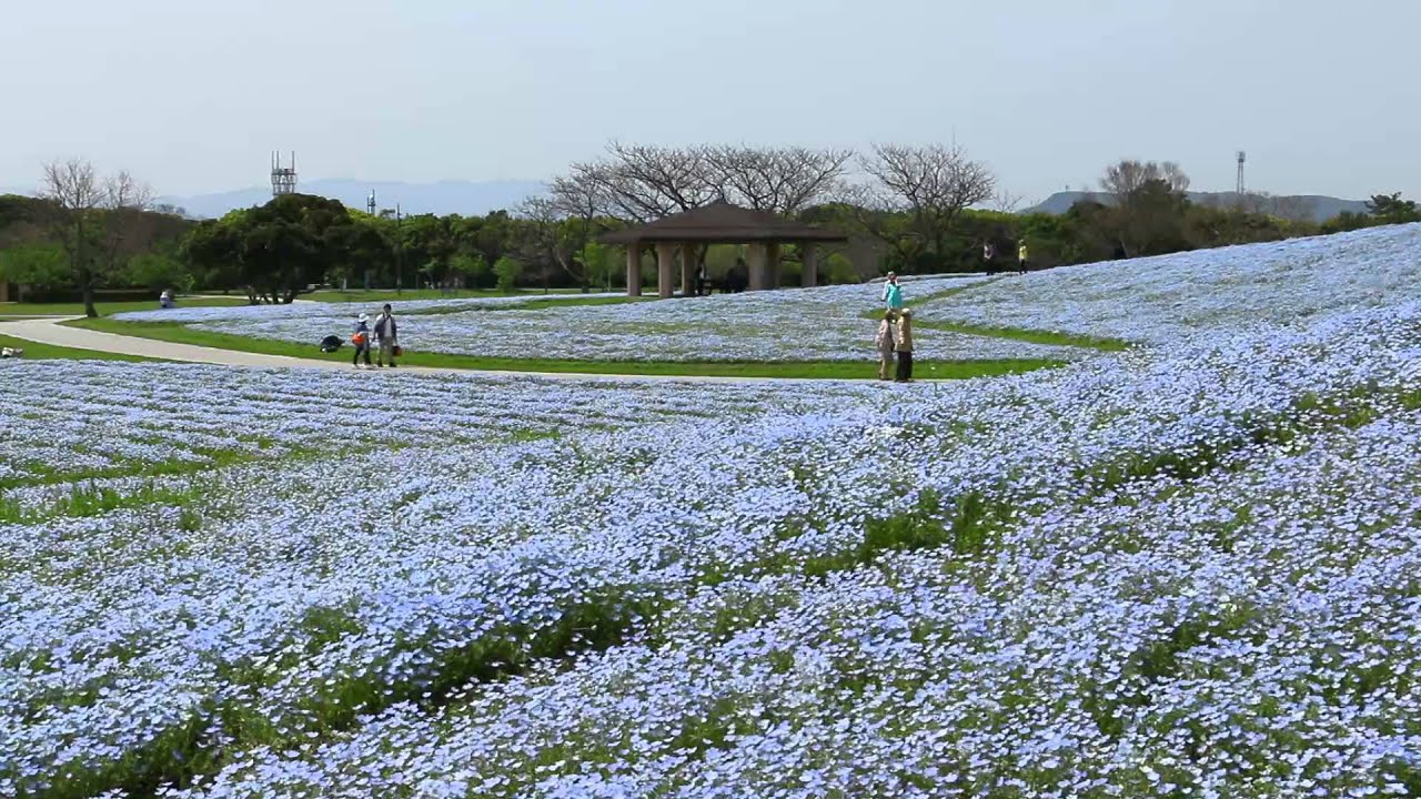 ネモフィラの花満開 海の中道海浜公園 15 Youtube