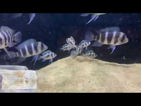 Frontosa black widow - YouTube