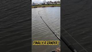 Greedy little zander to round of the end of the river season