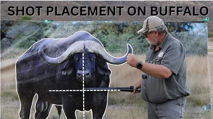Shot placement on Buffalo