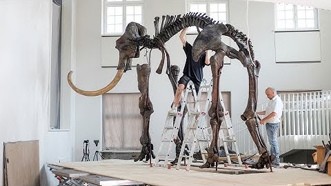Zeitraffer-Video: Das Mammut ist zurück im Geomuseum