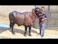 Ajj di video top record da bull bahubalither milk record 28.640gm   Baljinder daraj Cont 92564.39130