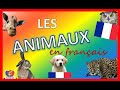 ANIMALES EN FRANCÉS 🐶🐱LES ANIMAUX EN FRANÇAIS!🐻🐭 PETS IN FRENCH
