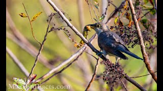 Central Florida Birding by Maxfield Weakley