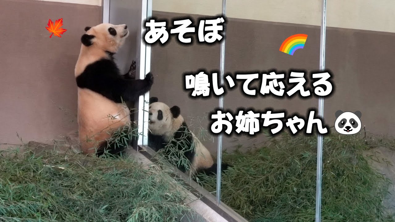 お姉ちゃんだよ楓ちゃん😍彩浜が妹に迫る瞬間！、ワンワンワン、飼育員