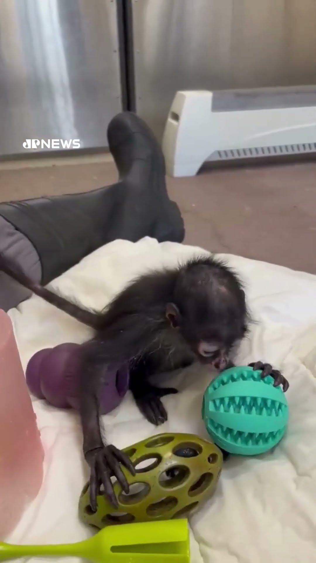 Macaco-aranha desnutrido é resgatado em Rolls-Royce na Califórnia #shorts