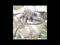 Blue Eyes White Dragon &amp; The Maiden #Yugioh