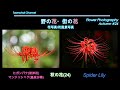 【花写真】花風景写真 秋の花24 彼岸花 #91