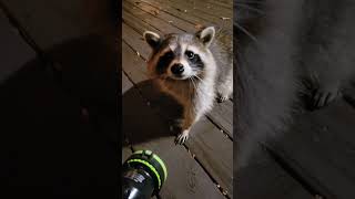 Raccoon tries to steal my headlamp!