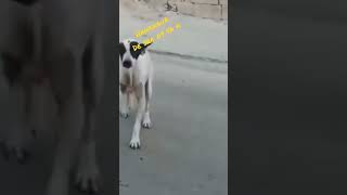 Atad Ka Zamana Khatam Da