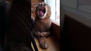 This Caracat Is Watching The Snow From The Window