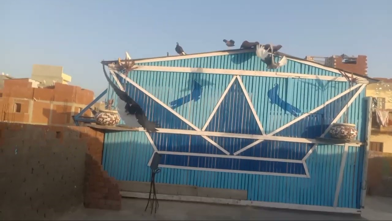 فتحت على الزغاليل وحطيت كيسه على البيت شوف عملت معنا ايه#وليد_ابوفارس