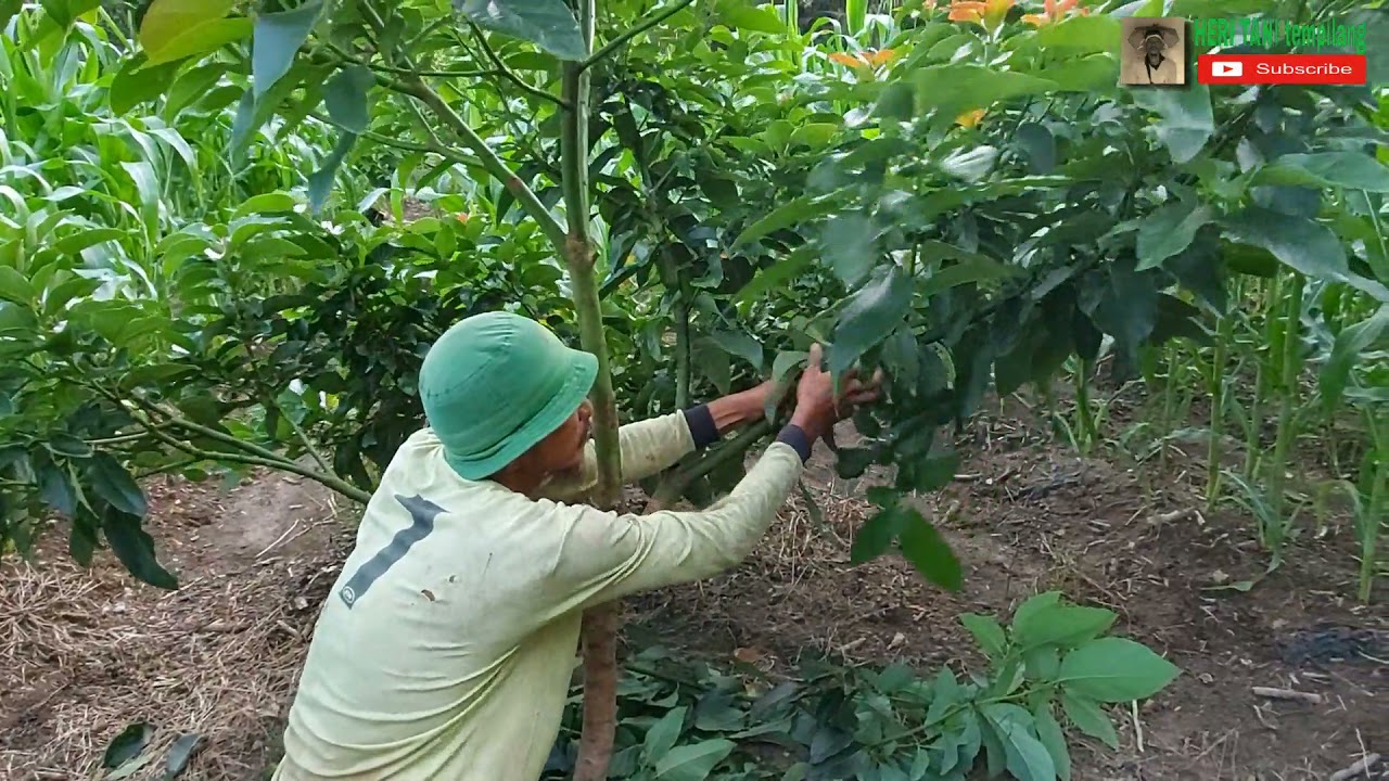Pemangkasan Alpukat Ke Tiga Usia 9 Bulan