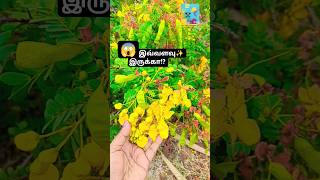 Avarampoo Tea #avarampoo #healthydrink #health #shorts