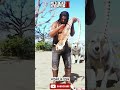 #shortvideos#shortsviral #rdr2#ytshorts #ytshort #shortfeed #shorts #viral #gaming #rdr2online
