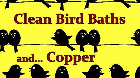 Chemical Cleaning The Bird Bath and Using Copper To Keep It Clean