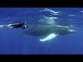 Humpback Whales | JONATHAN BIRD'S BLUE WORLD