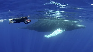 Humpback Whales | JONATHAN BIRD'S BLUE WORLD