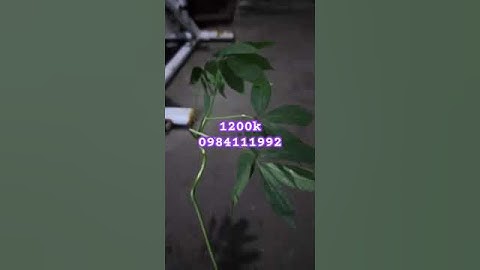 củ sâm rừng #sâm_ngọc_linh_rừng #sâm_ngọc_linh #sâm_ngọc_linh_rừng