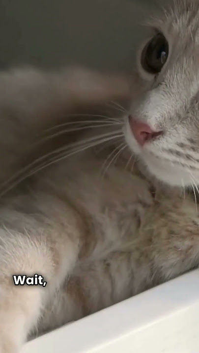 Funny Cat Sounds That’ll Make You LOL!