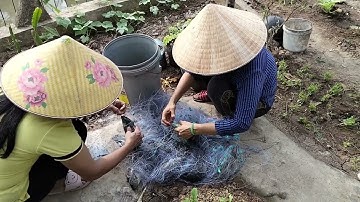 Nay mình tiếp tục đi giăng lưới cá rô phi