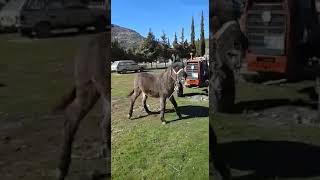 Ahırdan Çıkarılan Eşek Bakın Sevinçten Ne Yapıyor