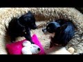 Sandor indoor fun