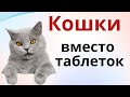 Какие кошки и от чего лечат и как помогают человеку...